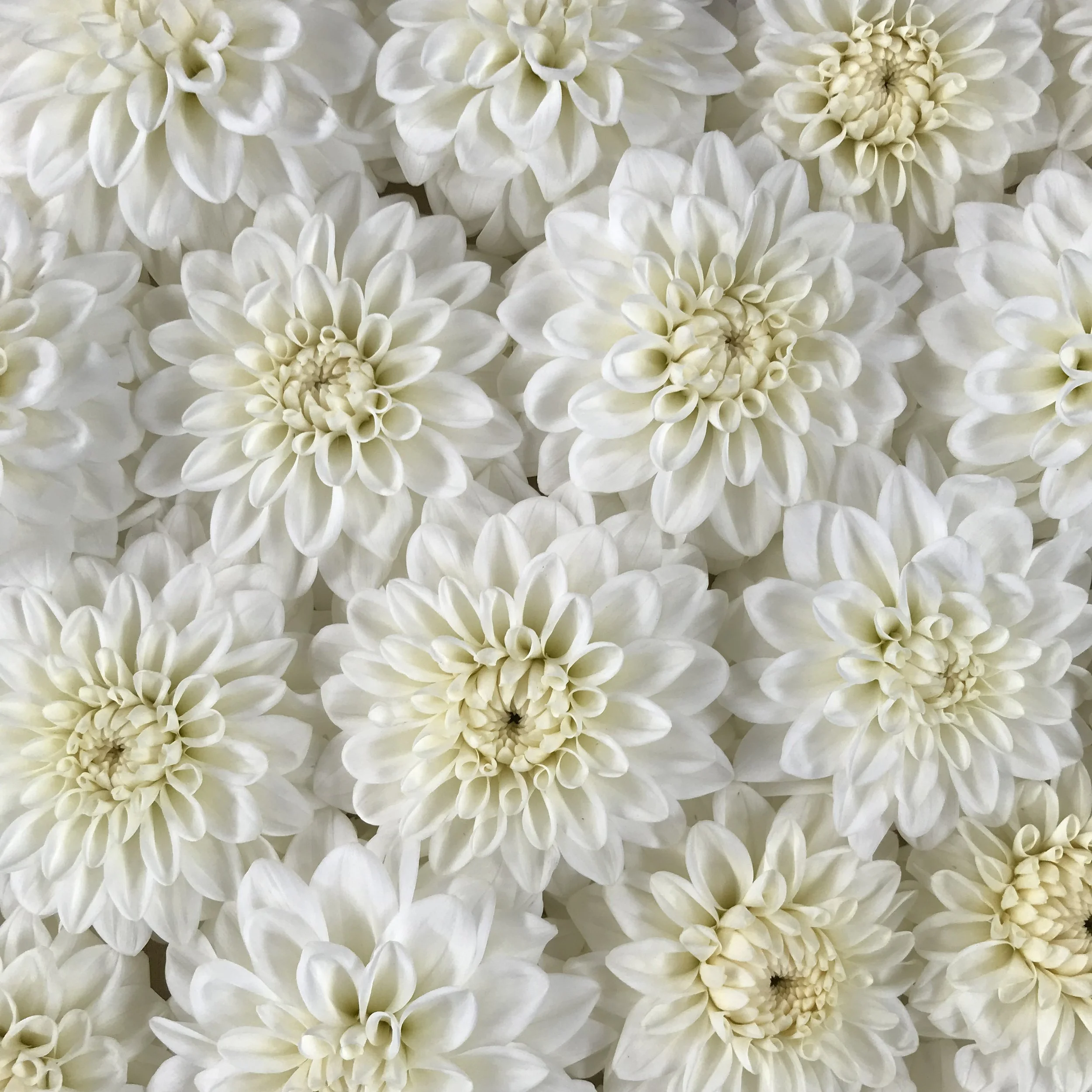 Blizzard — Mountain Roots Produce